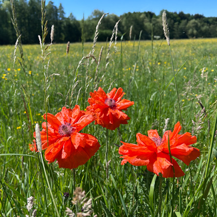 Türkischer Mohn