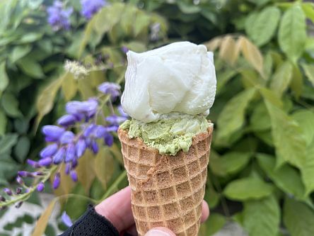 Zwei Kugeln Eis in  der Waffel  vor Blüten