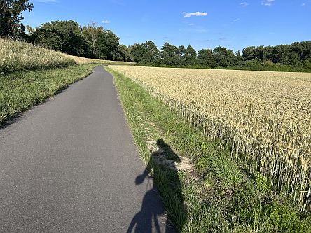 Rhein-Radweg im Sommer