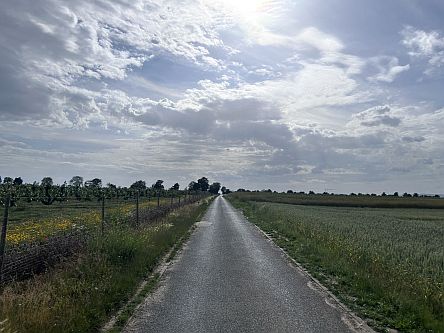 Feldweg im Gegenlicht