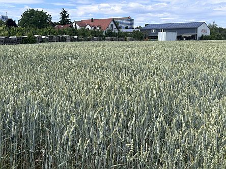 Hinter Appel Happel