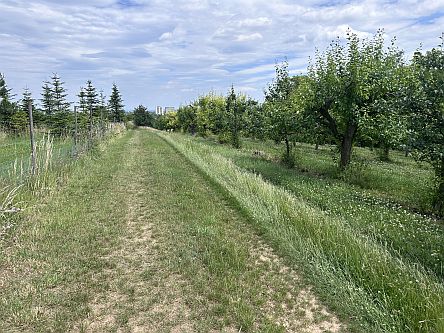 Feldweg zwischen Obstplantagen