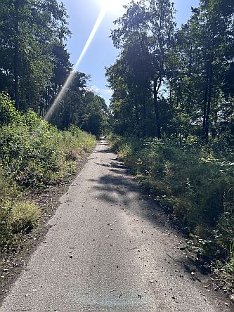 Radweg im Wald mit Sonne