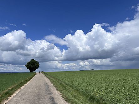 Radlerin am  Horizont neben Baum
