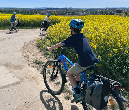 Kind fährt mit bepacktem Fahrrad auf einem Weg entlang eines gelben Rapsfeldes, weitere Radfahrende voraus