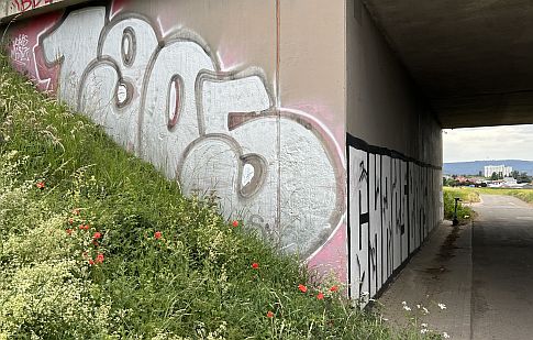 1905: Mainzer Fußballfankultur auf Beton