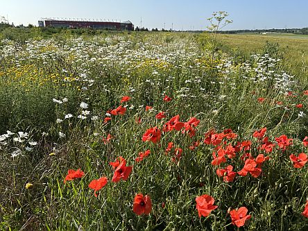 Blumen am  Mainzer Stadion