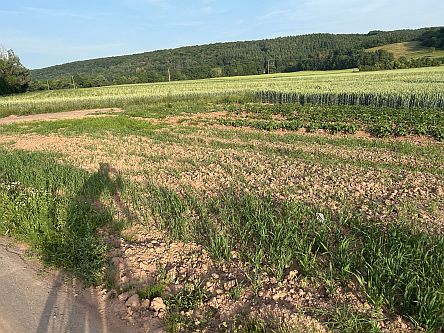 Radlerschatten am Abend