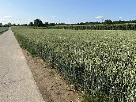 Feldweg Mainz-Bretzenheim