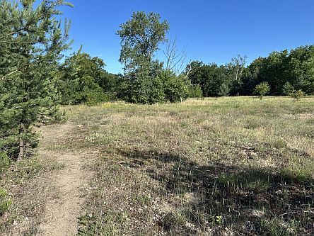 Heidelandschaft Großer Sand in Mainz