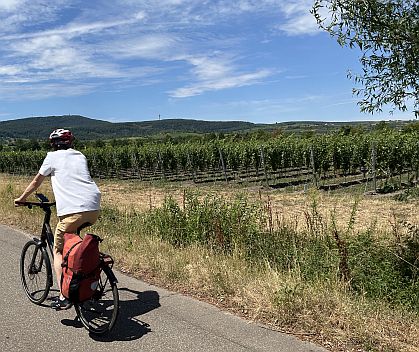 Radler Richtung Pfälzer Wald