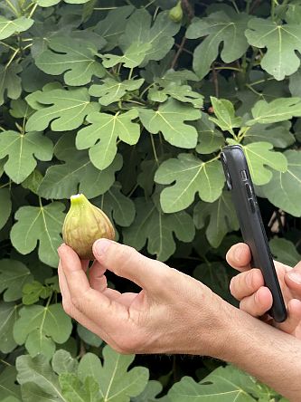 Feige an der Römerkelter bei Kallstadt