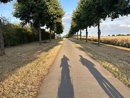 Lange Fahrradschatten: Allee bei Hochheim